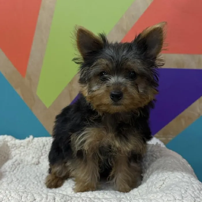 Female Yorkie puppy named Ann for sale at Petland Rogers.