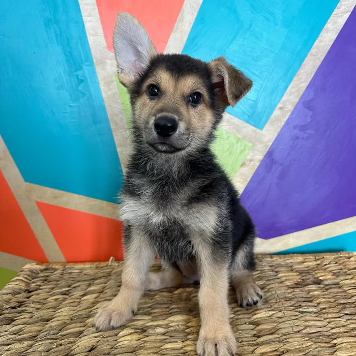 Female German Shepherd puppy named Daisy for sale at Petland Rogers.