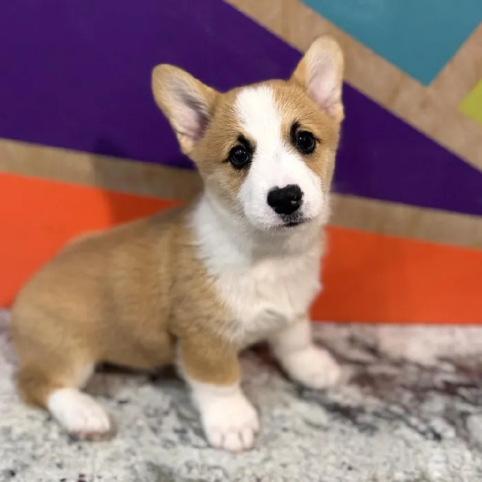 Male Pembroke Welsh Corgi puppy named Moore for sale at Petland Rogers.