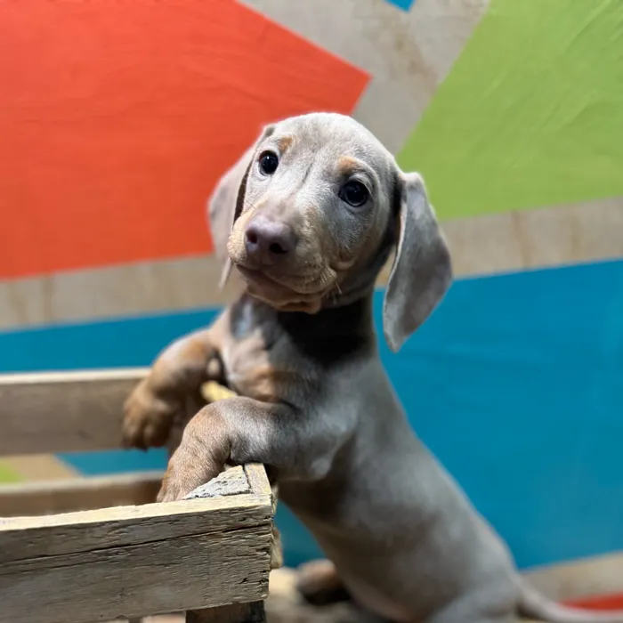 Male Dachshund puppy named Pablo for sale at Petland Fayetteville.