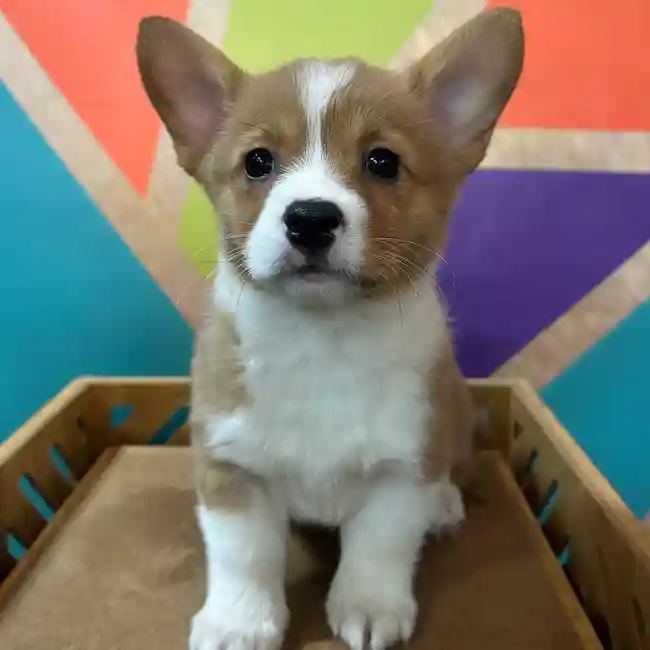 Female Pembroke Welsh Corgi puppy named Gina for sale at Petland Rogers.