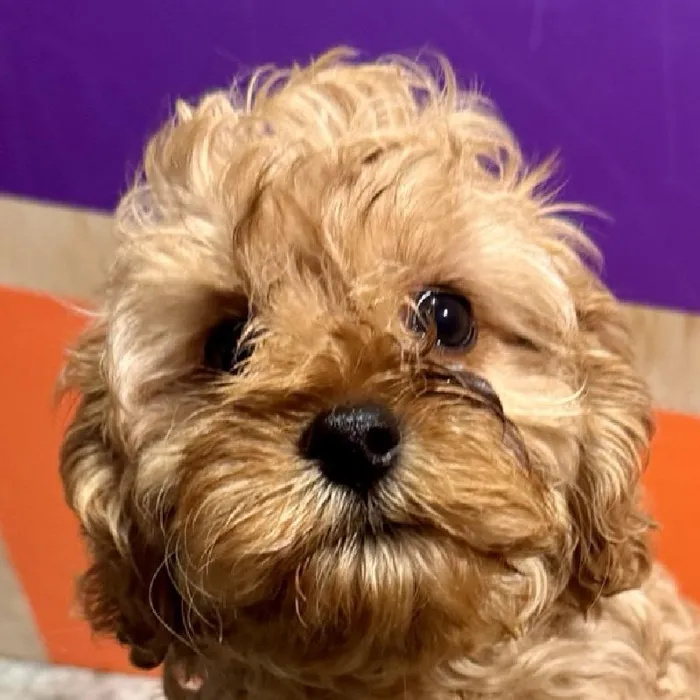Male Cavapoo puppy named Henry for sale at Petland Fayetteville.