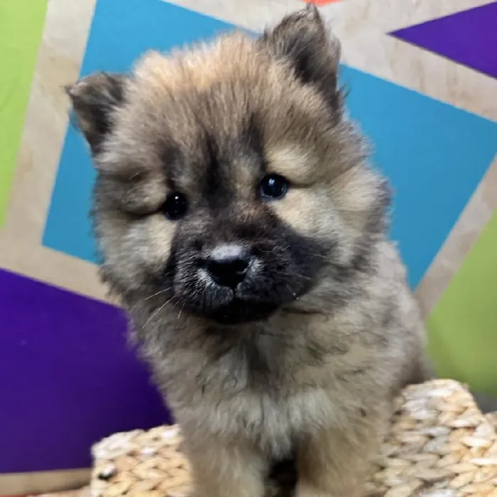 Female Chow Chow puppy named Lulu for sale at Petland Rogers.