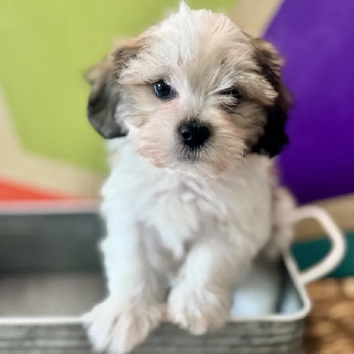 Male Teddy Bear puppy named Tinsel for sale at Petland Wichita West.