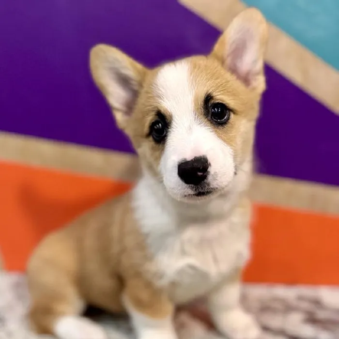 Male Pembroke Welsh Corgi puppy named Moore for sale at Petland Rogers.