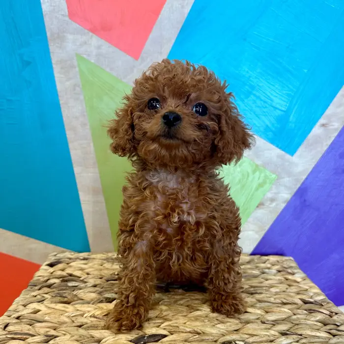 Male Bichonpoo puppy named Biscut for sale at Petland Rogers.