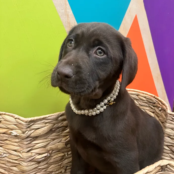 Female Labrador Retriever puppy named Darla for sale at Petland Wichita West.