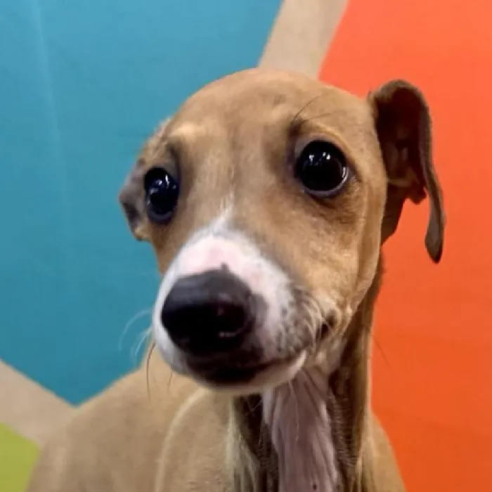 Male Italian Greyhound puppy named Gusano for sale at Petland Fayetteville.