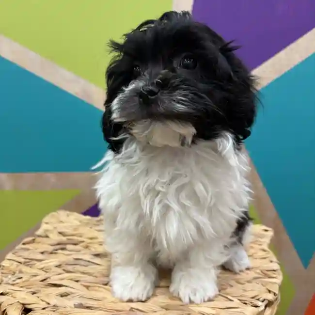 Male Havanese puppy named Javier for sale at Petland Wichita West.