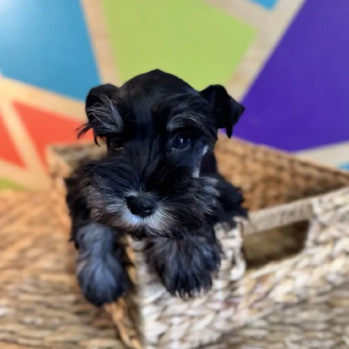 Male Mini Schnauzer puppy named Scott for sale at Petland Rogers.