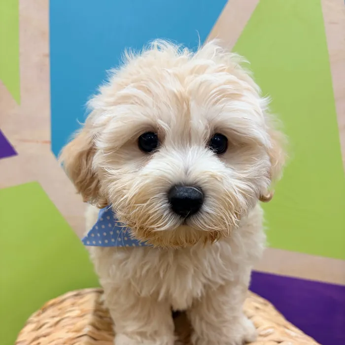 Male Maltipoo puppy named Edwin for sale at Petland Wichita West.