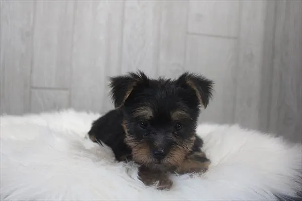 Female Silky Terrier puppy named Scarlet for sale at Petland Wichita West.