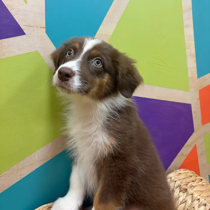 Female Mini Aussie puppy named Ally for sale at Petland Wichita West.