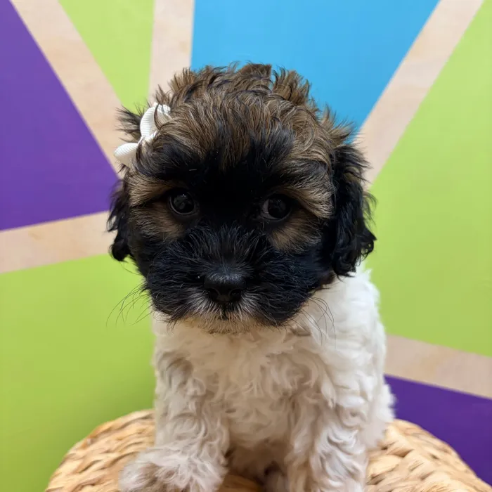Female Daisy Dog puppy named Olene for sale at Petland Wichita West.