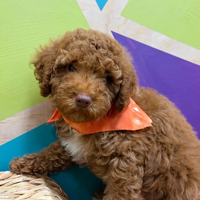 Male Mini Poodle puppy named Griffin for sale at Petland Wichita West.