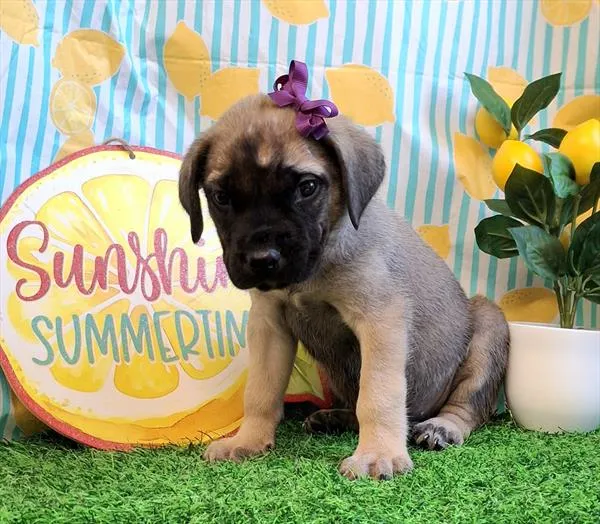 Female English Mastiff puppy named Victoria for sale at Petland Rogers.