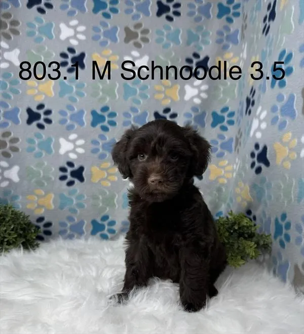 Male Schnoodle puppy for sale at Petland Joplin.