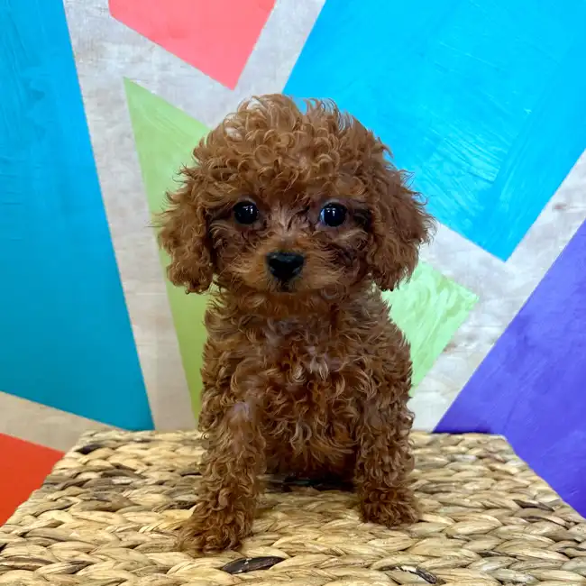 Male Bichonpoo puppy named Biscut for sale at Petland Rogers.