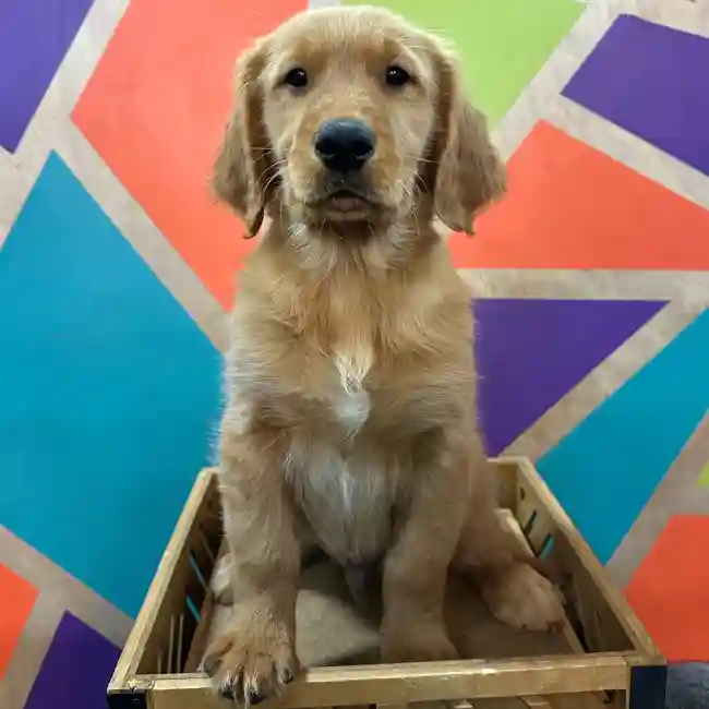 Male Golden Retriever puppy named Harvey for sale at Petland Joplin.