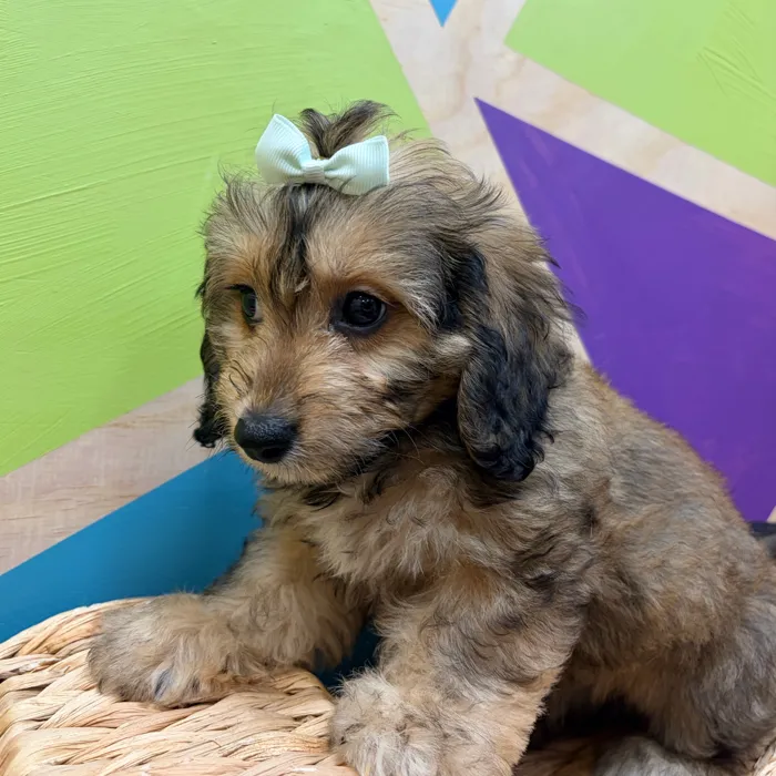 Female Cavachon puppy named Connie for sale at Petland Wichita West.