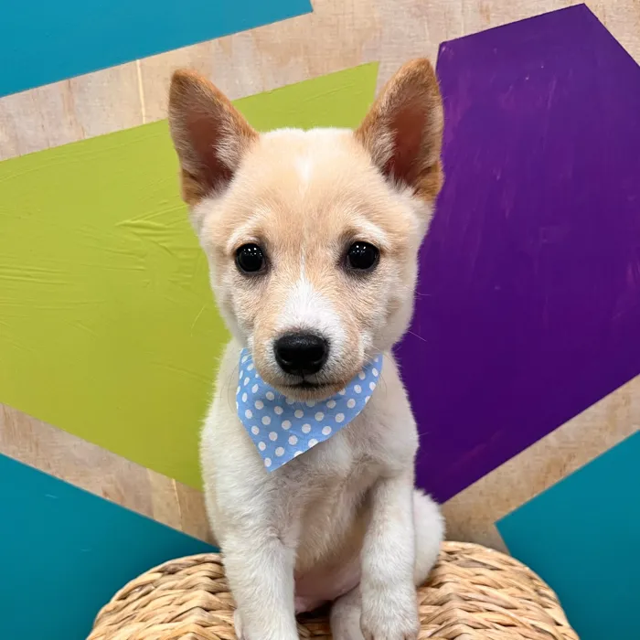 Male Shiba Inu puppy named Bingo for sale at Petland Wichita West.