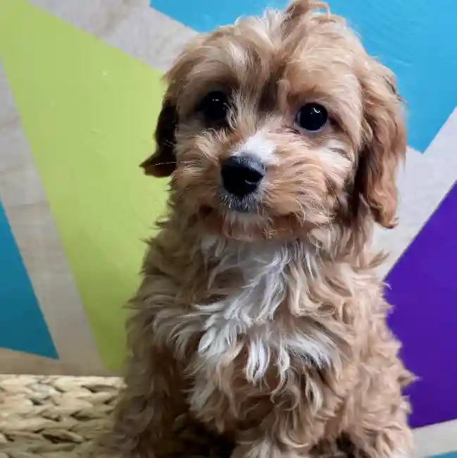 Male Cavapoo puppy named Fred for sale at Petland Rogers.