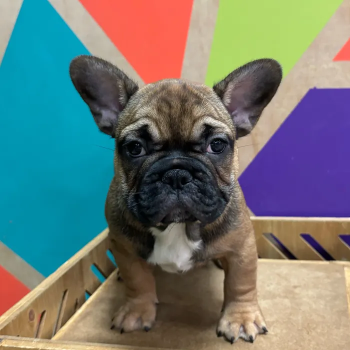 Male French Bulldog puppy named Gregory for sale at Petland Wichita West.
