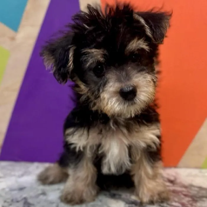 Female Morkie puppy named Helen for sale at Petland Rogers.