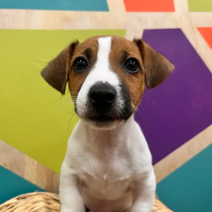 Male Jack Russell Terrier puppy named Jonas for sale at Petland Wichita West.