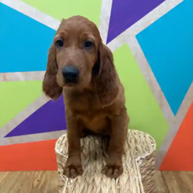Female Irish Setter puppy named Scarlett for sale at Petland Wichita West.