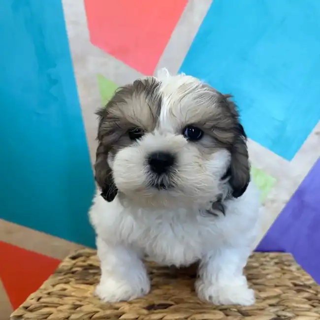 Male Teddy Bear puppy named Carl for sale at Petland Rogers.
