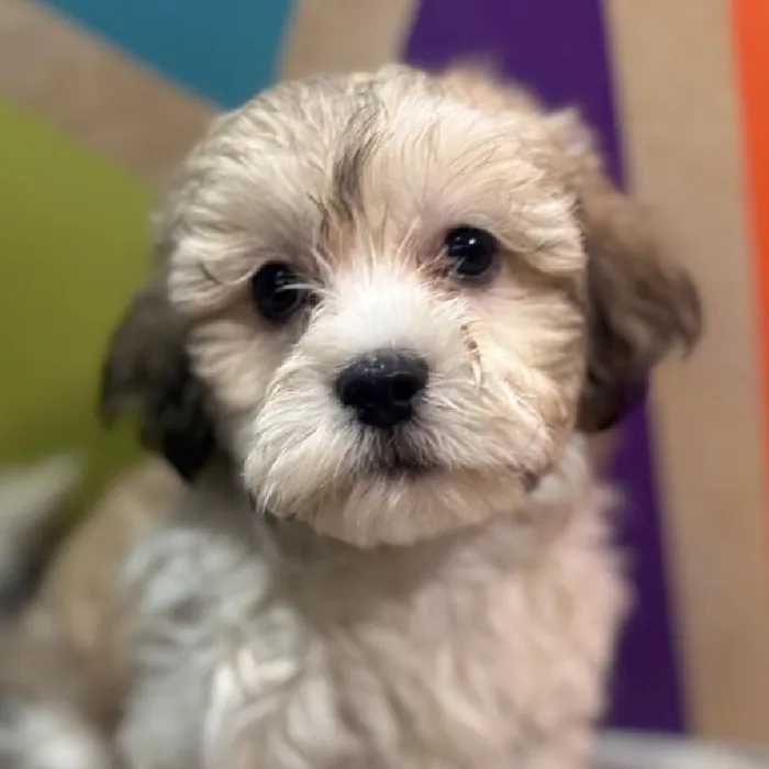 Male Teddy Bear puppy named Tony for sale at Petland Fayetteville.
