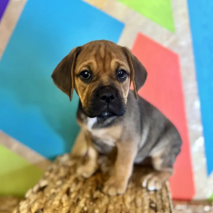 Female Mini Bulldog puppy named Latte for sale at Petland Rogers.