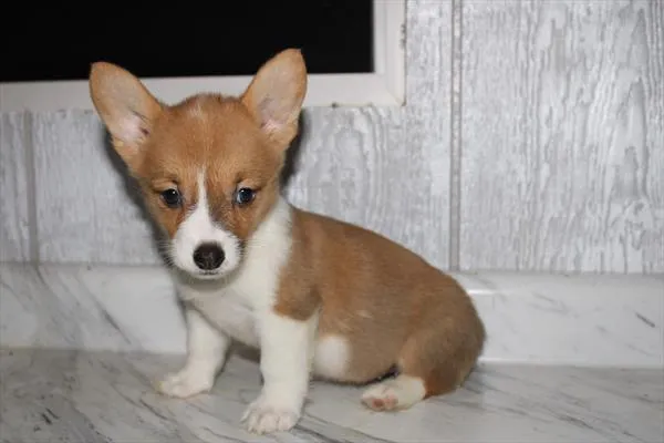 Female Pembroke Welsh Corgi puppy named Georgia for sale at Petland Wichita West.