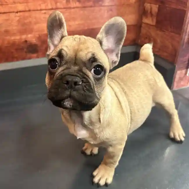 Female French Bulldog puppy named Zorra for sale at Petland Fayetteville.