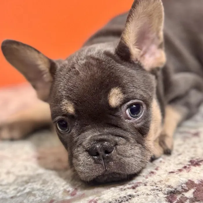 Male French Bulldog puppy named Gizmo for sale at Petland Joplin.