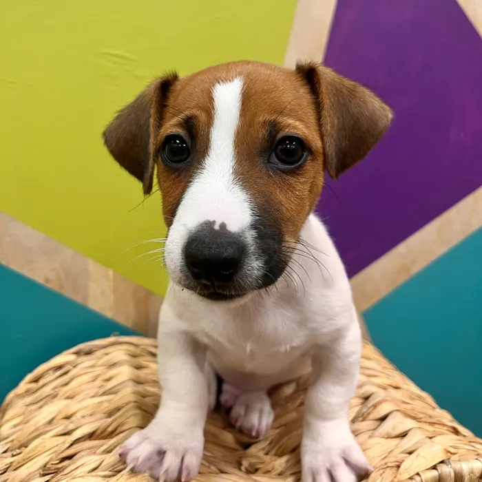 Male Jack Russell Terrier puppy named Jonas for sale at Petland Wichita West.