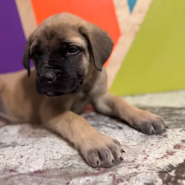 Male English Mastiff puppy named Blossom for sale at Petland Rogers.