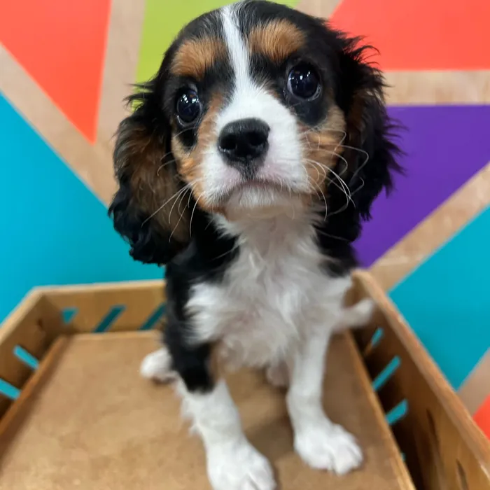 Male Cavalier King Charles Spaniel puppy named Chunk for sale at Petland Fayetteville.