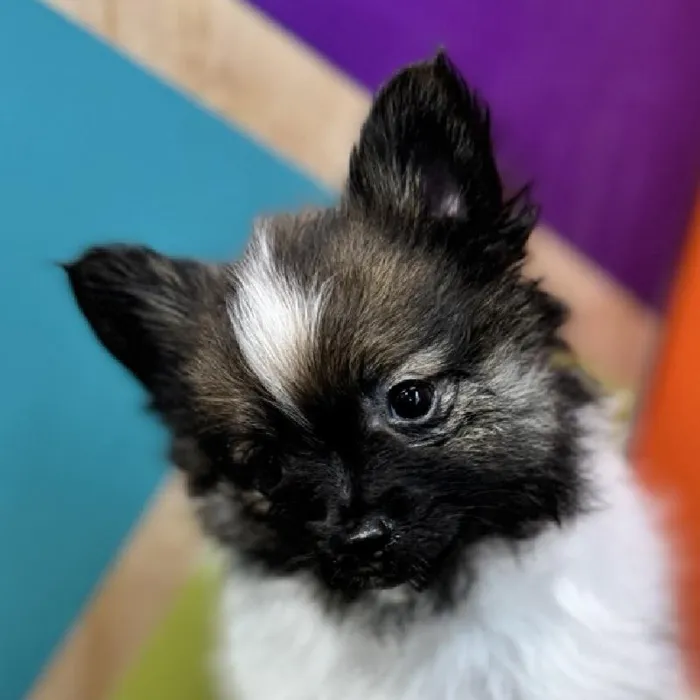 Male Pomeranian puppy named Porter for sale at Petland Joplin.