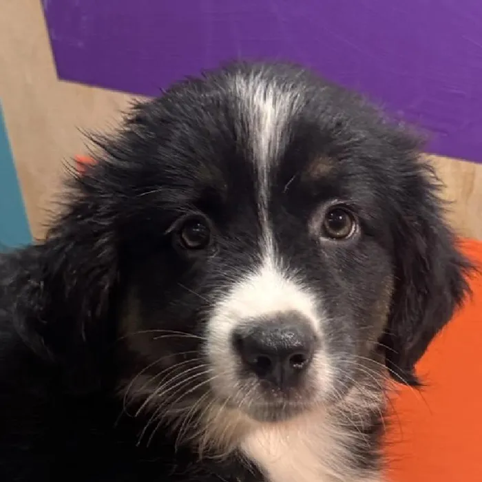 Female Mini Aussiedoodle puppy named Roo for sale at Petland Rogers.