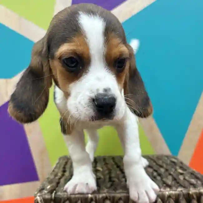Female Beagle puppy named Phoebe for sale at Petland Wichita West.