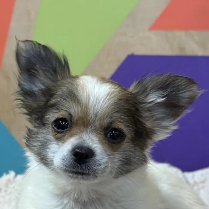 Male Chihuahua puppy named Nugget for sale at Petland Rogers.