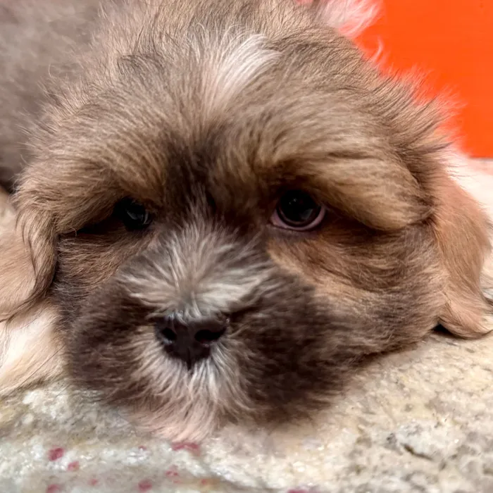 Male Lhasa Apso puppy named Greyson for sale at Petland Rogers.