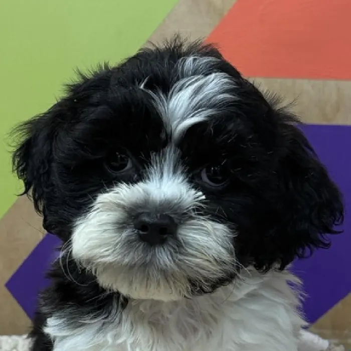 Male Teddy Bear puppy named Norman for sale at Petland Joplin.