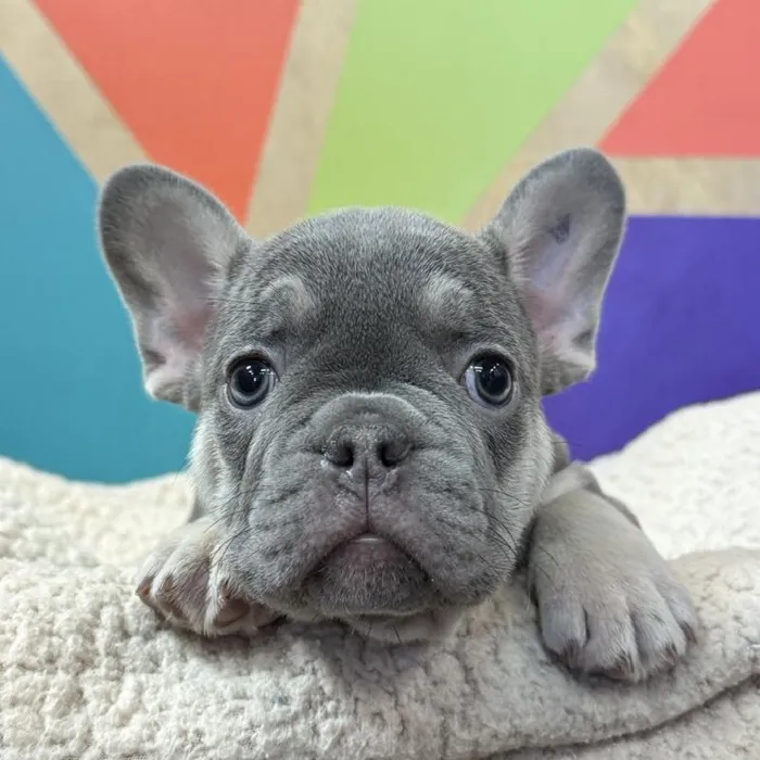 Male French Bulldog puppy named Pierre for sale at Petland Rogers.