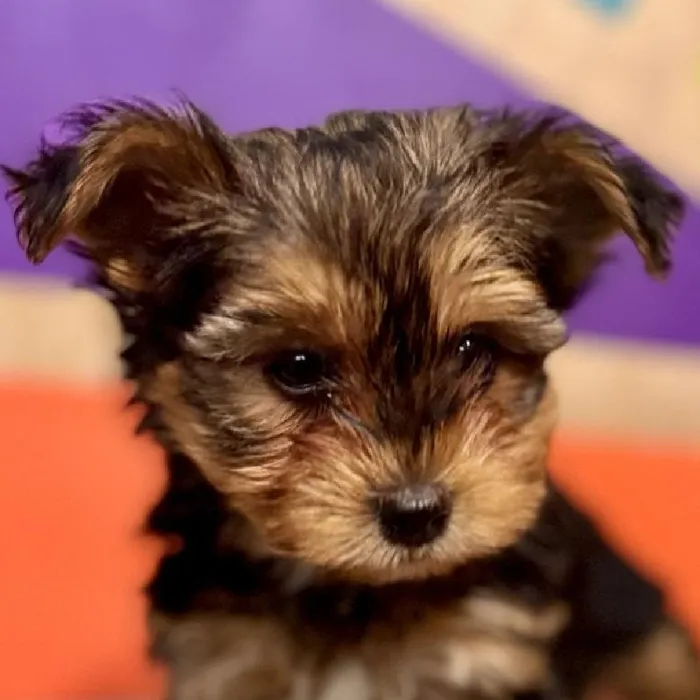 Male Yochon puppy named Ross for sale at Petland Joplin.