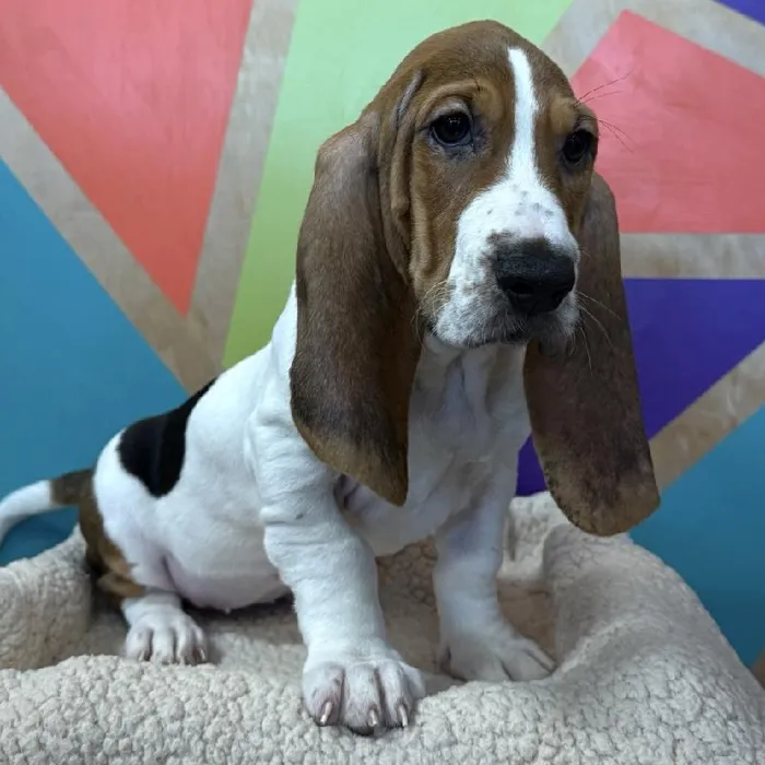 Female Basset Hound puppy named Boo for sale at Petland Rogers.