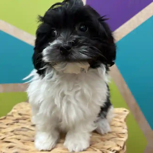 Male Havanese puppy named Javier for sale at Petland Wichita West.