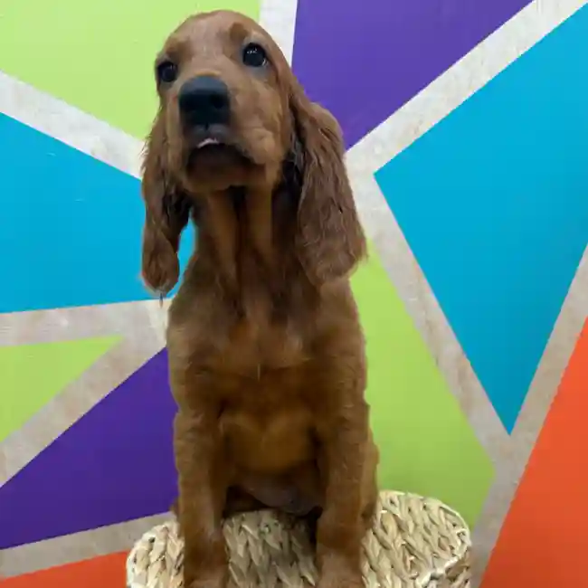 Female Irish Setter puppy named Scarlett for sale at Petland Wichita West.